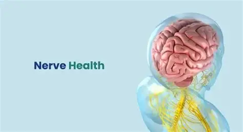s_0CC2DCDFE128775D629B62B3704E4F4A709515D0C362E0FF3D0AAC43386DB8CE_1779511398236_nerve+health.jpg