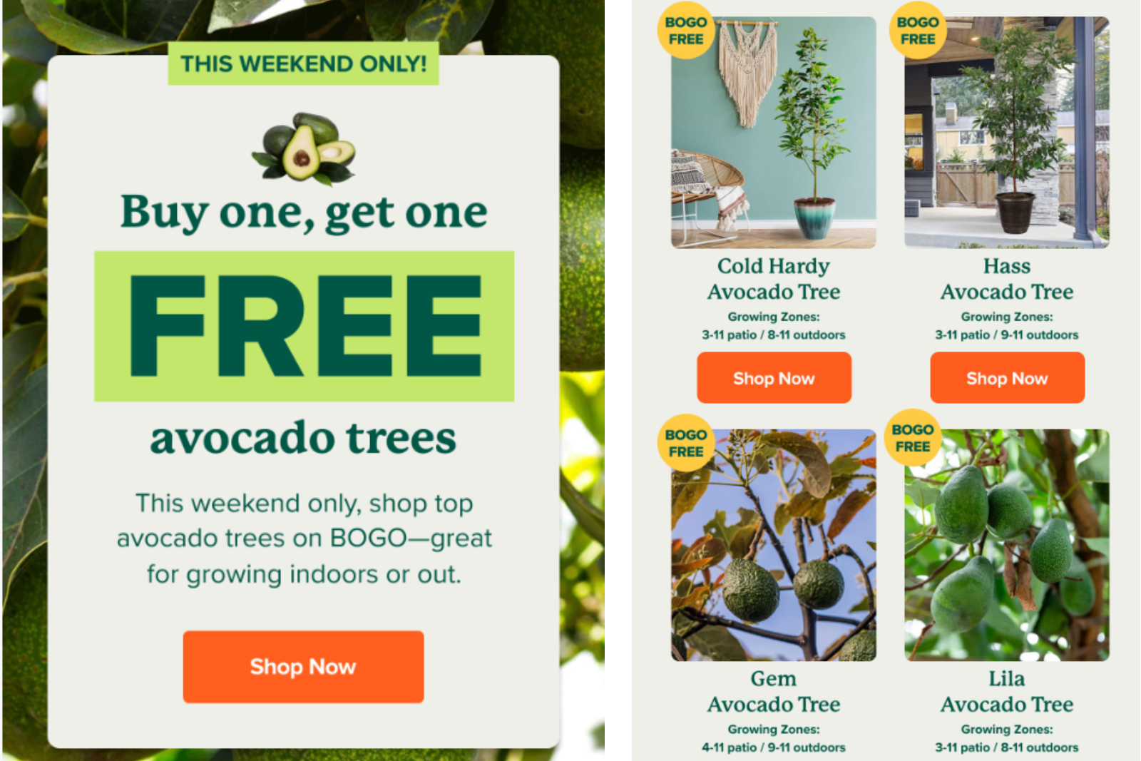 Fast-Growing Trees email marketing campaign 