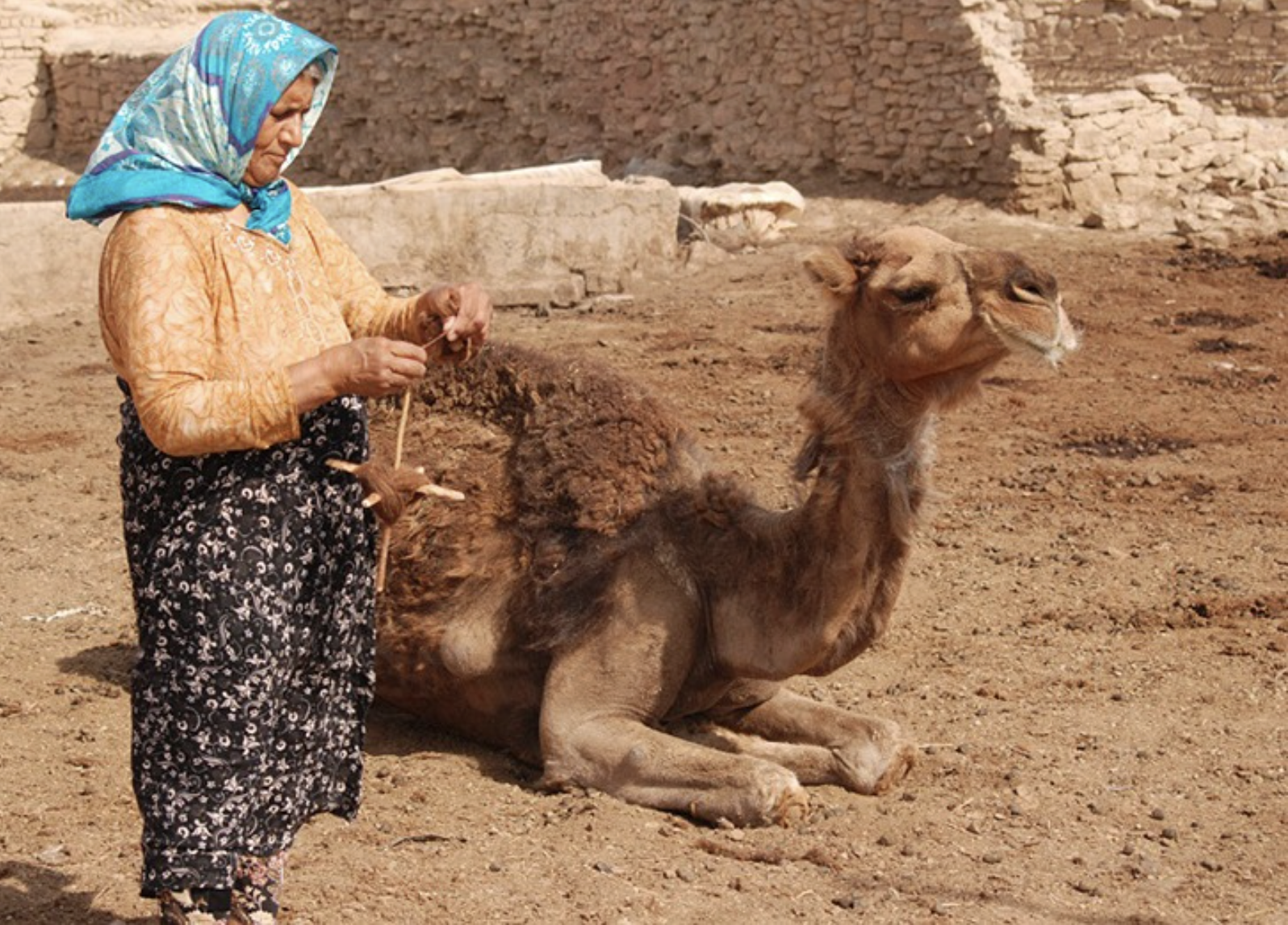 Bibi Qamar — a mother in her sixties whose greatest worldly possession was a clever reddish-brown camel.